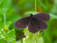 Erebia euryale